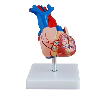 Yaşam Boyutu Kalp modeli, Anatomik Kalp, İnsan Kalp Modeli, Yetişkin kalp modeli